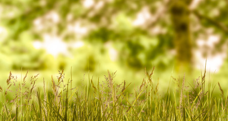 Fototapeta premium sommerlandschaft