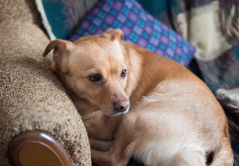 home cute brown dog is lying on the sofa curled up. expressive eyes. waiting for the hostess and sad