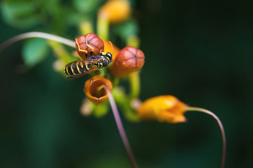 A wasp on a orange flower, over blur background.