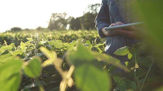 Farmer uses a tablet computer on a soy field. Slow motion