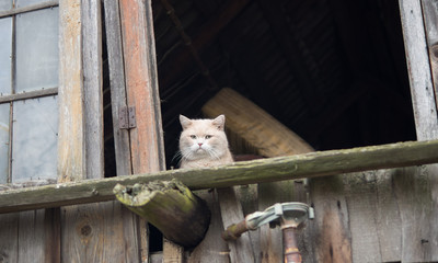 the cat is a coward in the attic of a very old and dilapidated houses. afraid of people. the...