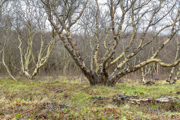 coastal forest scenery