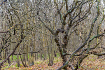 coastal forest scenery