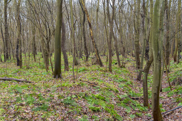 coastal forest scenery
