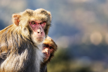 Rhesus Macaque, Swayambhunath, Kathmandu, Nepal