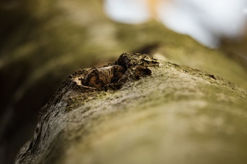 Aegolius funereus. Photographed in the Czech Republic. The wild nature of Europe. Free nature. Beautiful picture. Owl on the tree. Rare species. Spring nature. Spring. Czech Republic. Europe. Color im
