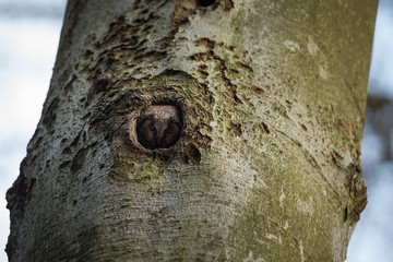 Aegolius funereus. Photographed in the Czech Republic. The wild nature of Europe. Free nature. Beautiful picture. Owl on the tree. Rare species. Spring nature. Spring. Czech Republic. Europe. Color im
