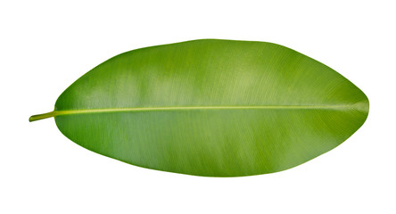 Fototapeta premium Green leaf tropical plant isolated on white background, clipping path included