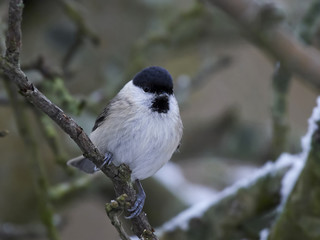 Marsh tit (Poecile palustris)