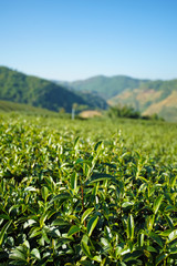 Tea plantation in Doi Mae Salong, Chiang Rai Thailand