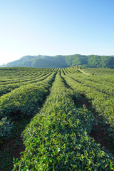 Tea plantation in Doi Mae Salong, Chiang Rai Thailand