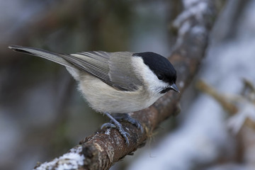 Marsh tit (Poecile palustris)