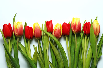 Multicolored spring tulips on a white background. Card (background) on the 8th of March