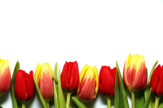 Multicolored spring tulips on a white background. Card (background) on the 8th of March