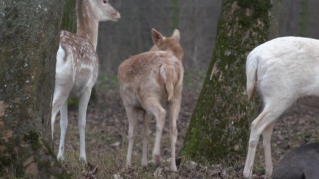 Junges Rehkitz steht auf