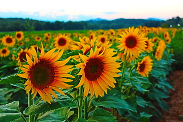 sunflowers