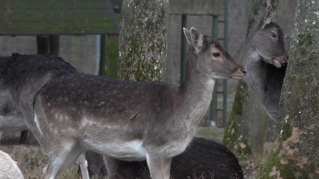 Junge Rehe