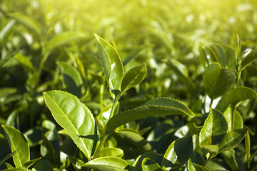 Green tea plantations bud and leaves