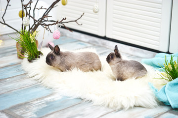 Two rabbits in Easter decorations