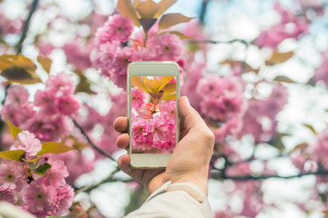 Hand holding smartphone taking photo of cherry blossom.
