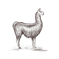 Lama sketch vector illustration. Lama © alinamaksimova