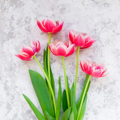 Pink tulips on light textured background. Simple tenderness concept.