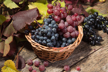 clusters of grapes in a wicker basket on a wooden table, leaves and separate berries