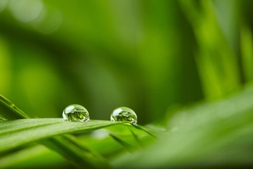 water drops on the green grass