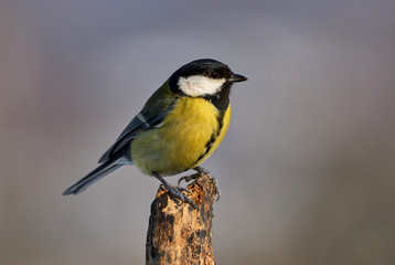 Beautiful great tit (Parus major)