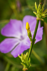 A beautiful purple periwinkle in the background with a bright yellow flower bud in the foreground