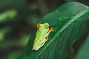 Green red-eyed tree frog