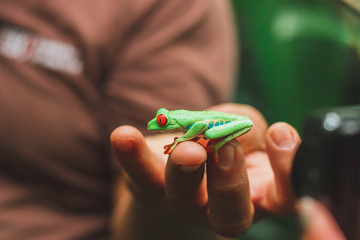 Green red-eyed tree frog