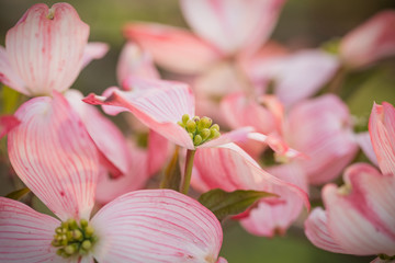 An abundance of flowering pink dogwood blossoms in the full beauty of Springtime