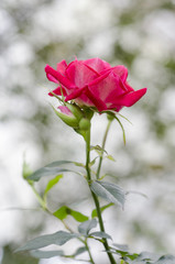 Red Roses on Valentine's Day