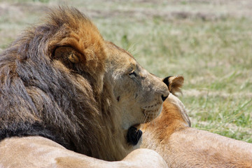 Lion´s profile picture