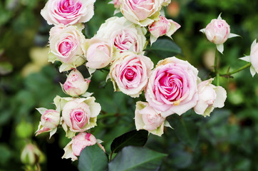 Pink roses on Valentine's Day