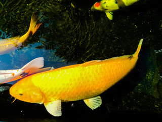 colorful fancy carp in the koi