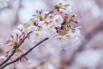 Cherry blossom, Sakura flower close up in spring season at Yokohama, Japan
