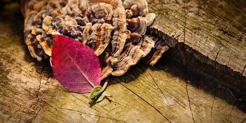 A weathered forest stump with frilled mushroom and a red and a green leaf