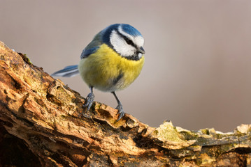 Beautiful blue tit, Cyanistes caeruleus.