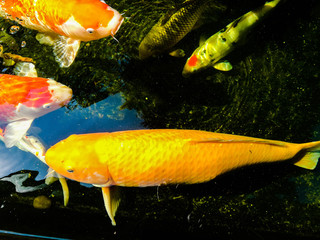 colorful fancy carp in the koi