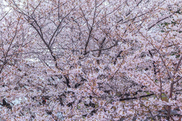 Spring scenery of Yokohama Minatomirai Bay area with Sakura cherry blossom, Japan