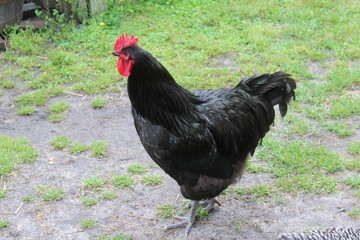 rooster
