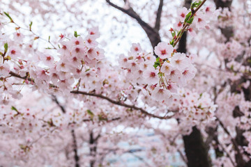 Cherry blossom, Sakura flower close up in spring season at Yokohama, Japan