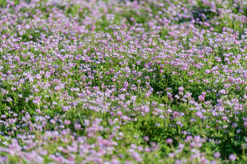 一面に咲くレンゲ