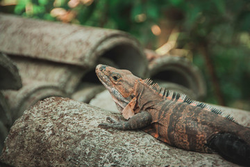 Leguan close-up