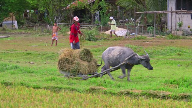 Worker Is Pulled Along By Oxen; Langogan To Port Barton; Roxas, Palawan & Philippines