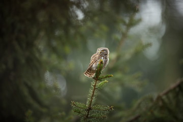 Glaucidium passerinum. It is the smallest owl in Europe. It occurs mainly in northern Europe. But also in Central and Southern Europe. In some mountain areas. Photographed in the Czech Republic. Wild 
