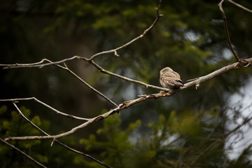 Glaucidium passerinum. It is the smallest owl in Europe. It occurs mainly in northern Europe. But also in Central and Southern Europe. In some mountain areas. Photographed in the Czech Republic. Wild 