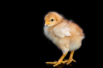 Pulcino in primo piano su sfondo nero